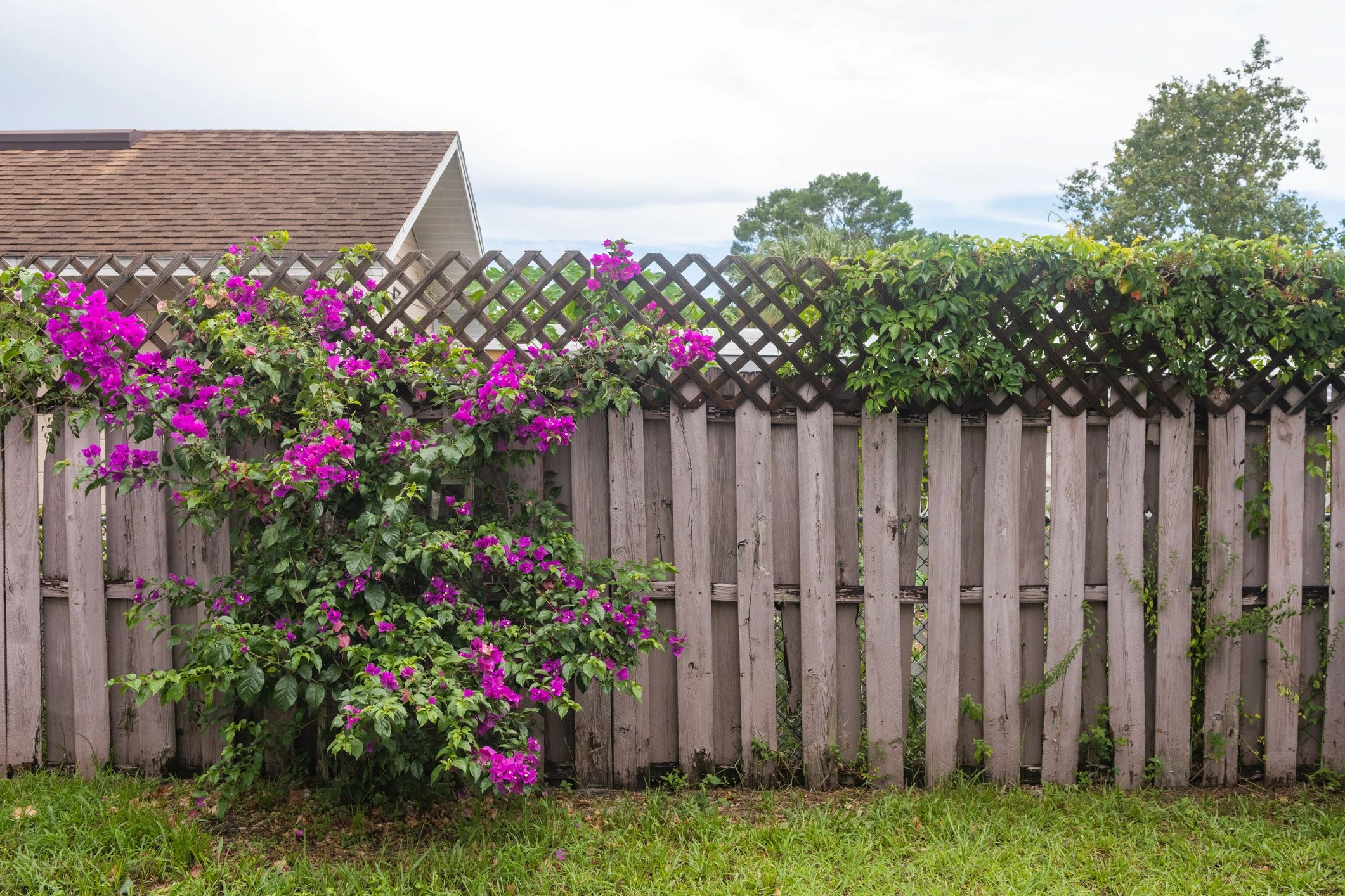 Wood fence with flowering landscaping