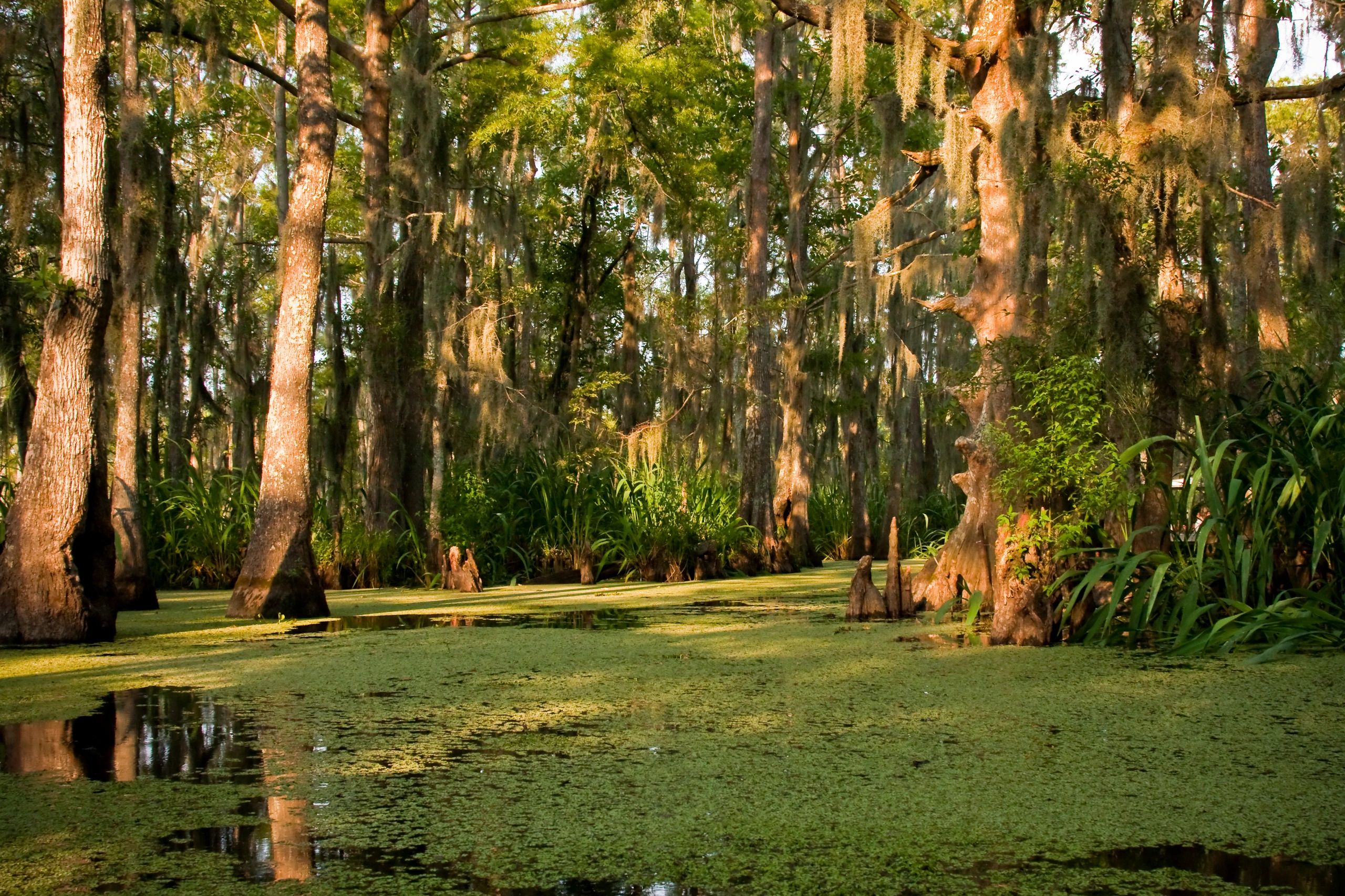 Sunny Swamp