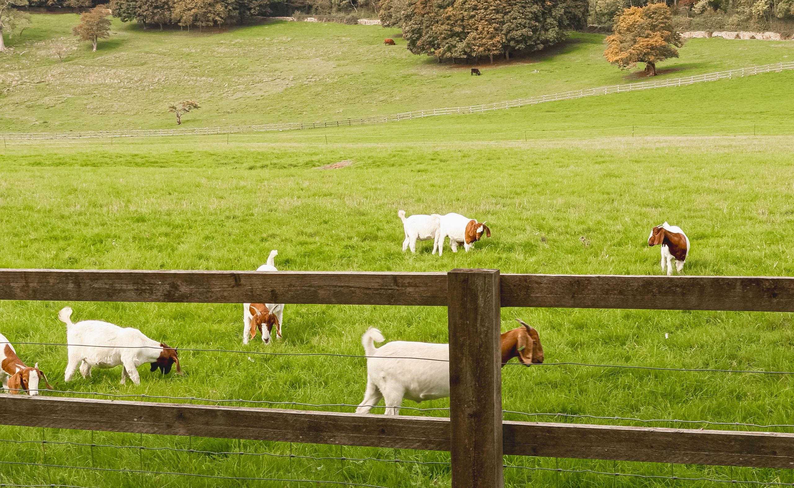 Farm fence with animals behind it